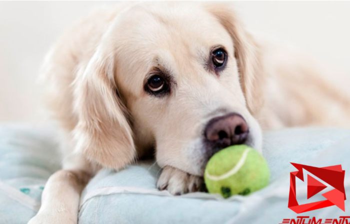 Gusano de Corazón. Una enfermedad difícil de diagnosticar que podría estar afectando a tu perro