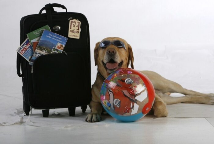Costos y requisitos para viajar con tu mascota en avión
