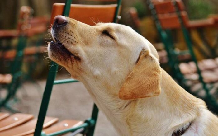 #Mascotas – Los sonidos que hace tu perrito sí tienen significado: ¿qué quiere cuando te aúlla?