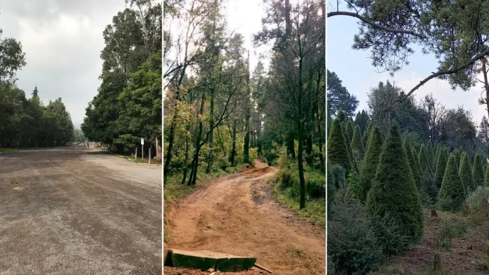 En qué lugares de #CDMX se puede tomar un paseo a caballo