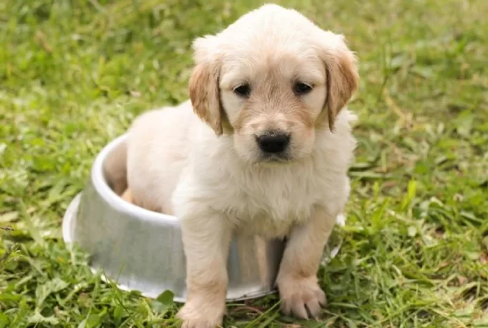 Perritos: ¿Por qué se comen su popo?