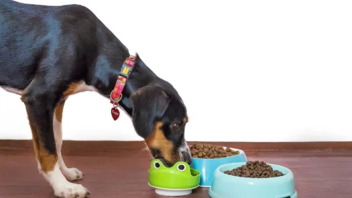 #Perritos: ¿Cómo saber cuáles son las croquetas correctas para mi ‘lomito’?