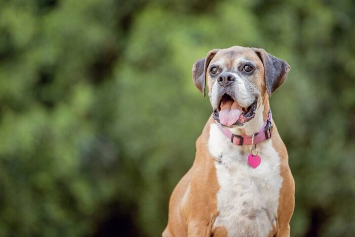 ¿Cómo saber lo que tu perro quiere decirte con su lenguaje corporal? La UNAM lo explica
