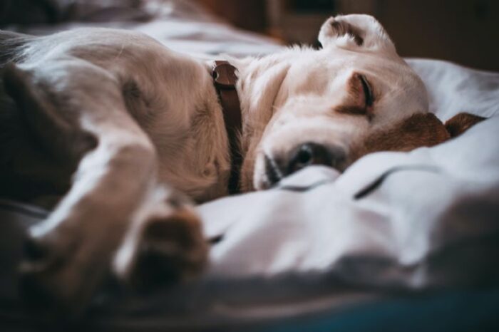 Dormir con #mascotas: estas son las consecuencias, según expertos