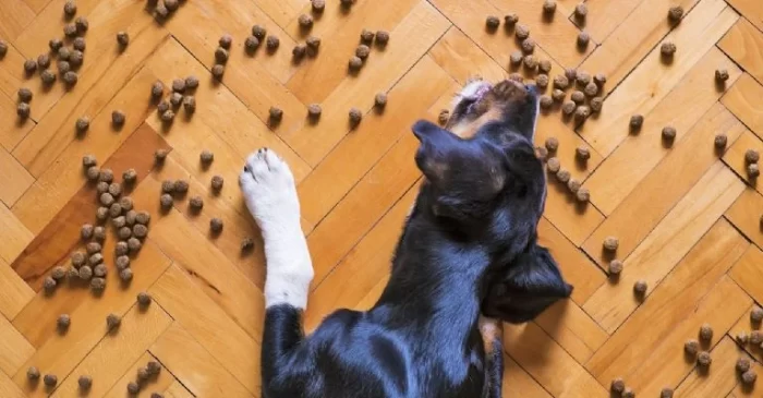 Perritos: Las mejores croquetas para lomitos según la #Profeco