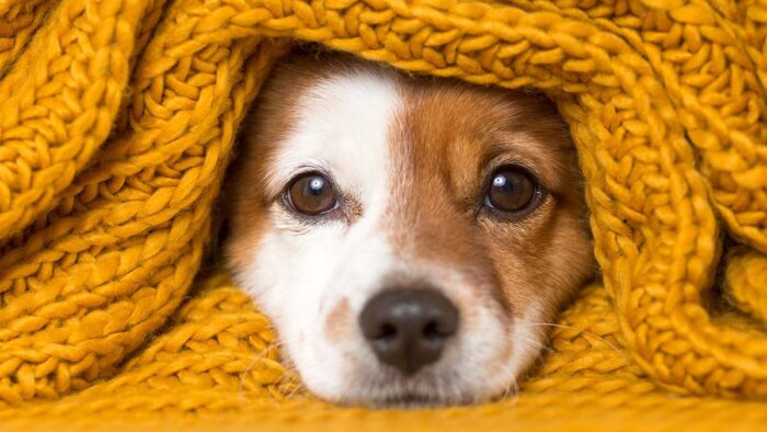 #Mascotas – ¿Cómo saber si tu perro o gato tienen frío?