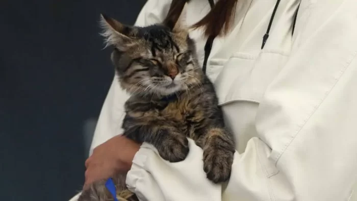 #Pets  – Hospitales veterinarios gratis o de bajo costo para mascotas en #CDMX
