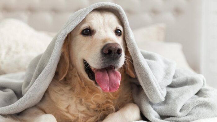 #Pets – ¿Cuáles son los cuidados de un perro después de una operación?