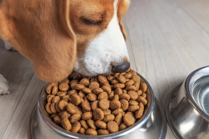 #Pets – Las croquetas para perro que no cumplen con sus especificaciones, según Profeco