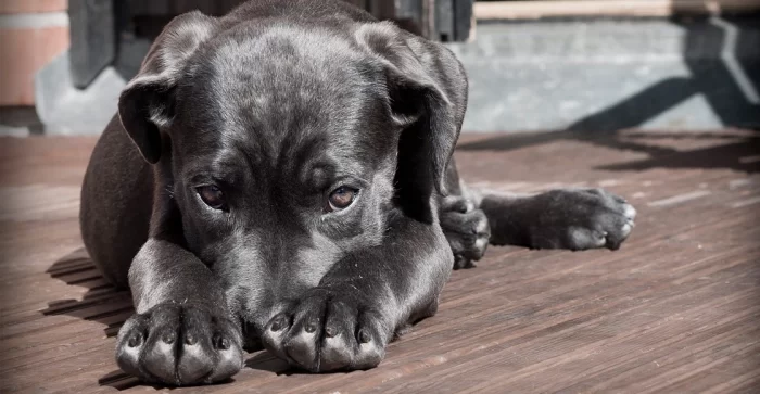 #Pets – Tips para cuidar a tu lomito del calor