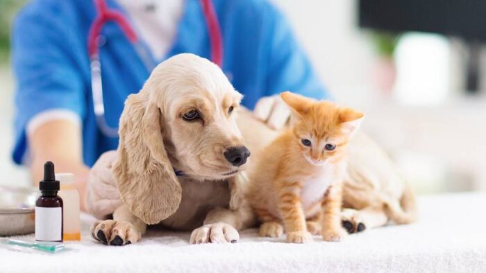 #Mascotas – Veterinarias gratuitas en CDMX: ¿Dónde y cómo recibir atención médica para tu mascota?
