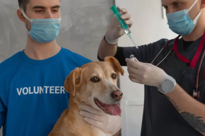 ¿Cómo cuidar a las mascotas de garrapatas y pulgas por la temporada de calor?