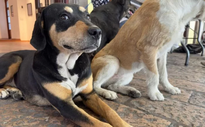 ¿Cómo cuidar a tu mascota de la ceniza volcánica?