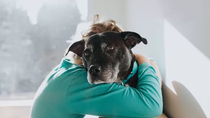 #Pets – ¿Cuánto tiempo tardaría tu perro en olvidarte?