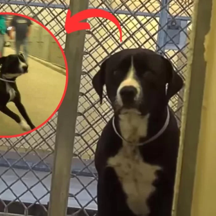 #Pets – VIDEO: Perro pasa de estar triste a saltar de felicidad cuando se da cuenta que fue adoptado