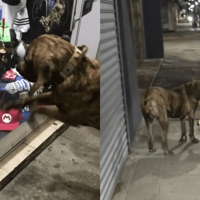 #Pets – ¡Igual a un niño! El berrinche de un perro para que su dueño le compre un juguete se viralizó en las redes