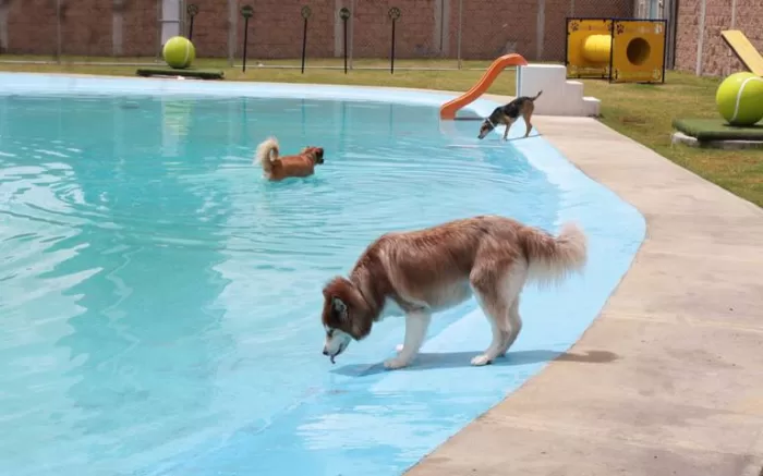 #Pets – Así es ‘Aquatikan’ el único parque acuático para perros en el país que está en Puebla