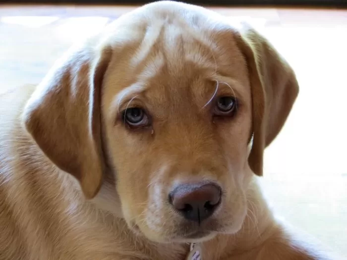 #Lomitos – ¿Tu perro te adora o te aborrece? Descubre 6 pistas que lo revelan