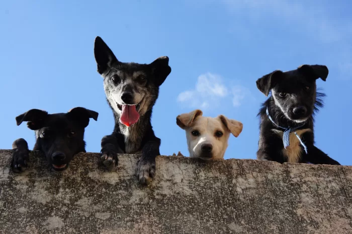 #DíaMundialdelPerro: Karcher y Omeyocan se unen para ayudar a animales en condición de abandono