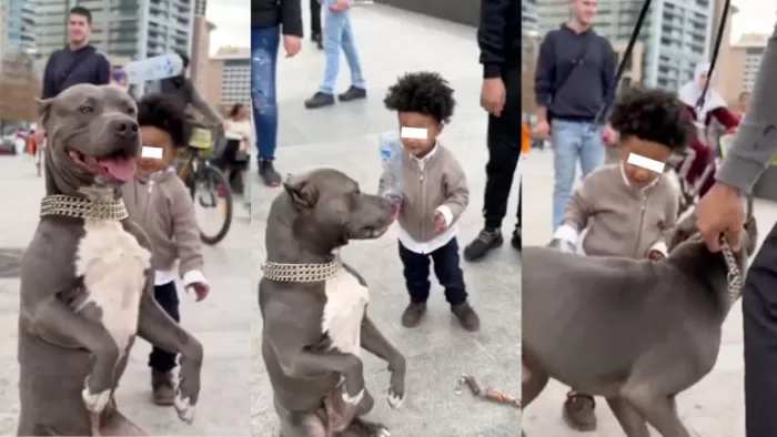 #Mascotas – ¡Se defendió! Pit bull ataca a niño que lo golpeó varias veces