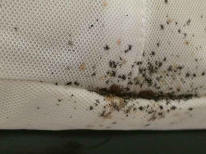 Cómo combatir la plaga de chinches si ya la tienes en casa