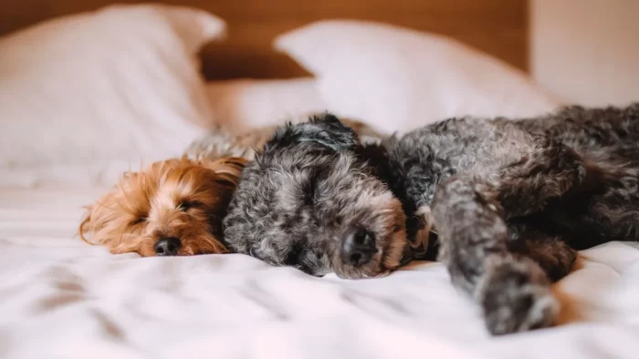 ¿Sabes qué sueñan los perritos mientras duermen?